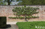 Pear (Pyrus spec.)
