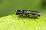 Pemphredon inornata