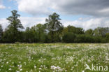 Pinksterbloem (Cardamine pratensis)