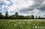 Pinksterbloem (Cardamine pratensis)