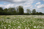 Pinksterbloem (Cardamine pratensis)