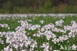 Pinksterbloem (Cardamine pratensis)