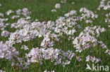 Pinksterbloem (Cardamine pratensis)