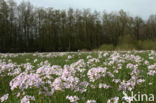 Pinksterbloem (Cardamine pratensis)