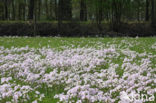 Pinksterbloem (Cardamine pratensis)