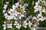 Pinksterbloem (Cardamine pratensis)