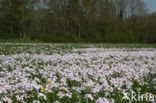 Pinksterbloem (Cardamine pratensis)