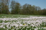 Pinksterbloem (Cardamine pratensis)