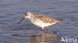 Marsh Sandpiper (Tringa stagnatilis)