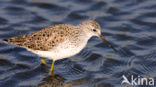 Marsh Sandpiper (Tringa stagnatilis)