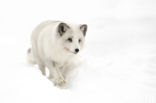 Arctic fox (Alopex lagopus)