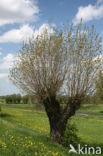 Poplar (Populus spec.)