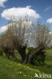 Poplar (Populus spec.)