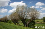 Poplar (Populus spec.)