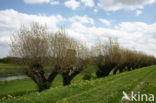 Poplar (Populus spec.)