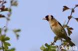 European Goldfinch (Carduelis carduelis)