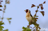 European Goldfinch (Carduelis carduelis)