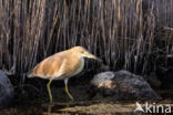 Squacco Heron (Ardeola ralloides)