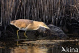 Squacco Heron (Ardeola ralloides)