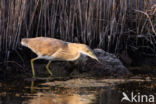 Squacco Heron (Ardeola ralloides)