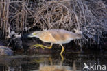 Squacco Heron (Ardeola ralloides)