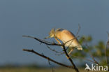 Ralreiger (Ardeola ralloides)