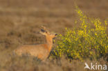 Roe Deer (Capreolus capreolus)