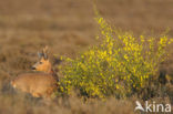 Roe Deer (Capreolus capreolus)