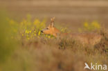 Roe Deer (Capreolus capreolus)