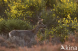 Roe Deer (Capreolus capreolus)
