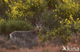 Roe Deer (Capreolus capreolus)