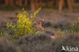 Roe Deer (Capreolus capreolus)