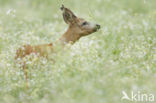 Roe Deer (Capreolus capreolus)