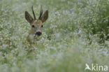 Ree (Capreolus capreolus)