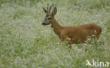 Roe Deer (Capreolus capreolus)