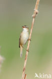 Rietzanger (Acrocephalus schoenobaenus)