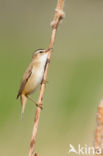 Rietzanger (Acrocephalus schoenobaenus)