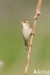 Rietzanger (Acrocephalus schoenobaenus)