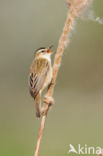 Rietzanger (Acrocephalus schoenobaenus)