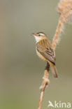 Rietzanger (Acrocephalus schoenobaenus)