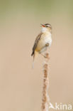 Sedge Warbler (Acrocephalus schoenobaenus)