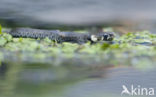 Grass Snake (Natrix natrix)