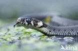 Grass Snake (Natrix natrix)