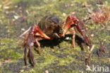 Red swamp crayfish (Procambarus clarkii)