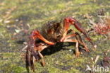 Red swamp crayfish (Procambarus clarkii)