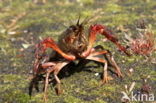 Red swamp crayfish (Procambarus clarkii)