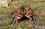 Red swamp crayfish (Procambarus clarkii)