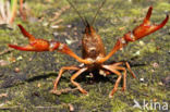 Red swamp crayfish (Procambarus clarkii)