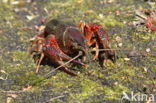 Red swamp crayfish (Procambarus clarkii)