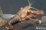 Red swamp crayfish (Procambarus clarkii)